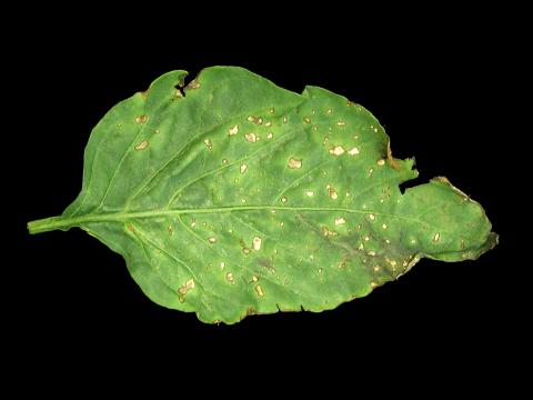 Poivron - Moucheture bactérienne (Pseudomonas syringae pv. tomato)