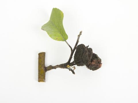 Pomme - Brûlure bactérienne (Erwinia amylovora)