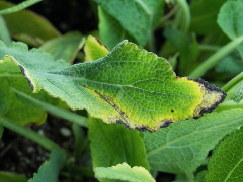 Sauges - Tache bactérienne (Xanthomonas sp.)