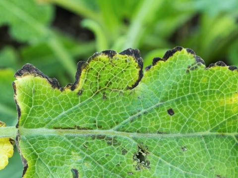 Sauges - Tache bactérienne (Xanthomonas sp.)