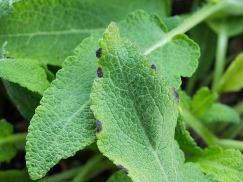 Sauges - Tache bactérienne (Xanthomonas sp.)