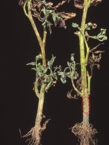 Tomate - Flétrissement bactérien (Ralstonia solanacearum)