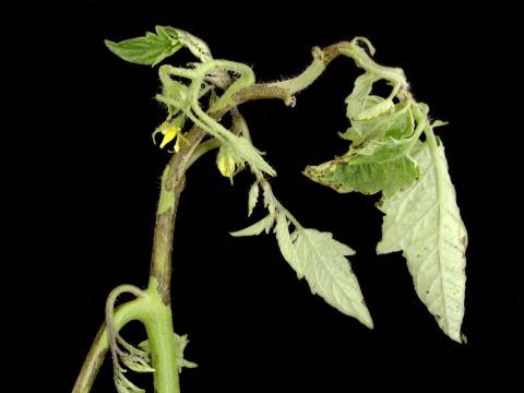 Tomate - Moucheture bactérienne (Pseudomonas syringae pv. tomato)