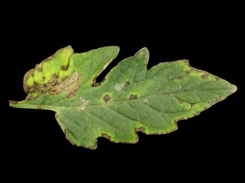 Tomate - Moucheture bactérienne (Pseudomonas syringae pv. tomato)