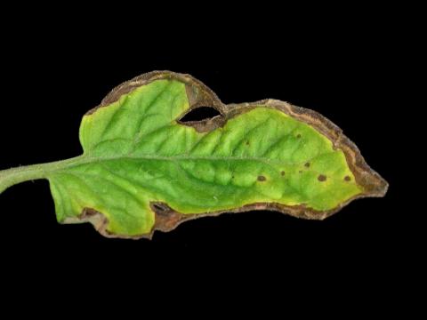 Tomate - Moucheture bactérienne (Pseudomonas syringae pv. tomato)