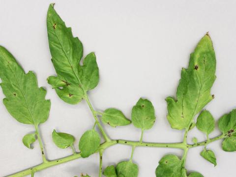 Tomate - Moucheture bactérienne (Pseudomonas syringae pv. tomato)