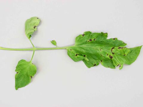 Tomate - Moucheture bactérienne (Pseudomonas syringae pv. tomato)