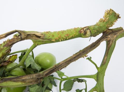 Tomate - Moelle noire (Pseudomonas corrugata)