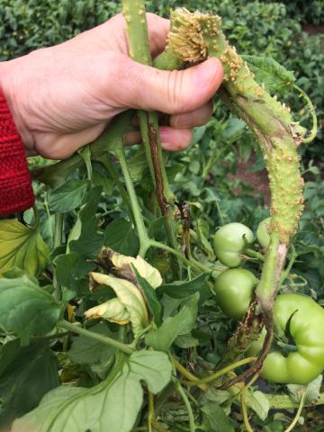 Tomate - Moelle noire (Pseudomonas corrugata)