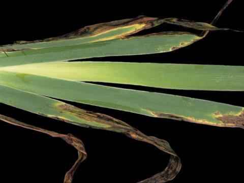 Iris - Brûlure bactérienne (Xanthomonas campestris pv. tardicrescens)