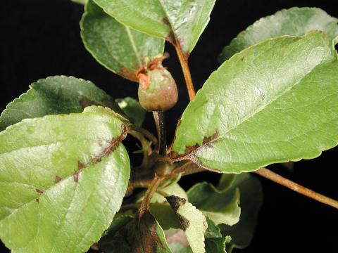 Pomme - Brûlure bactérienne (Erwinia amylovora)