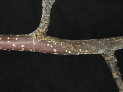 Pomme - Brûlure bactérienne (Erwinia amylovora)