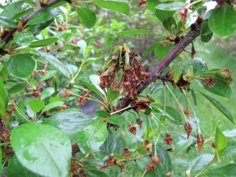 Cerise - Coulure bactérienne (Pseudomonas syringae pv. syringae)