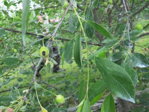 Cerise - Coulure bactérienne (Pseudomonas syringae pv. syringae)