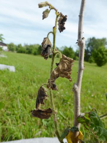 Noisetier - Brûlure bactérienne (Xanthomonas arboricola pv. corylina)