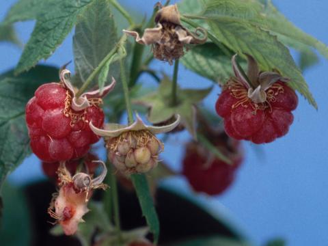 Framboise - Virus de la tache annulaire de la tomate (ToRSV)