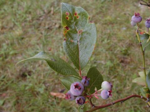 Bleuet en corymbe - Virus de la tache annulaire de la tomate (ToRSV)