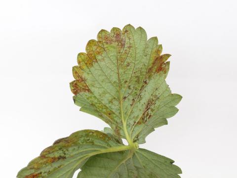 Fraise - Tache angulaire (Xanthomonas fragariae)