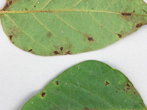 Soya - Brûlure bactérienne (Pseudomonas syringae pv. glycinea)