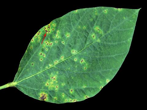 Soya - Pustule bactérienne (Xanthomonas axonopodis pv. glycines)