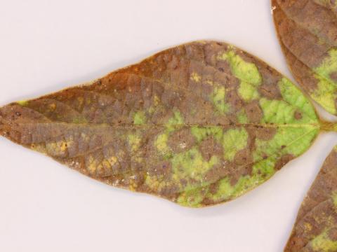 Soya - Pustule bactérienne (Xanthomonas axonopodis pv. glycines)