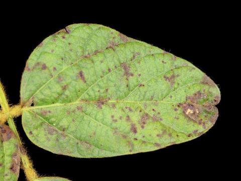 Soya - Pustule bactérienne (Xanthomonas axonopodis pv. glycines)