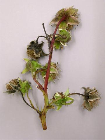 Framboise - Brûlure bactérienne (Pseudomonas syringae)