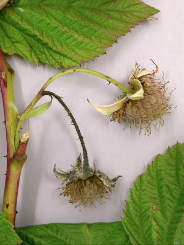 Framboise - Brûlure bactérienne (Pseudomonas syringae)