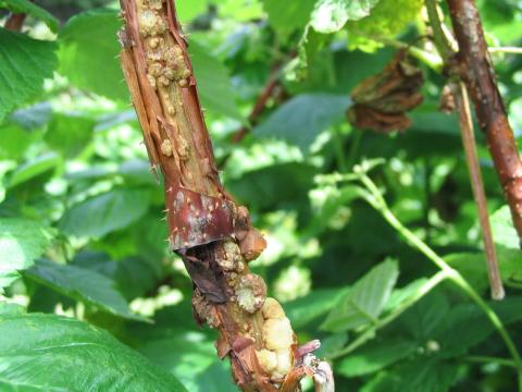 Framboise - Tumeur du collet (Agrobacterium tumefaciens)