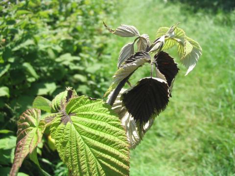 Framboise - Brûlure bactérienne (Erwinia amylovora)