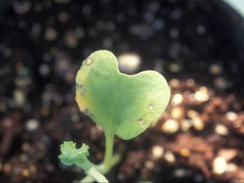 Chou pommé - Tache bactérienne (Xanthomonas campestris pv. raphani)