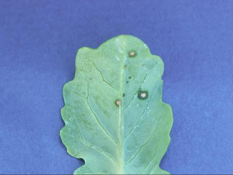 Chou pommé - Tache bactérienne (Xanthomonas campestris pv. raphani)