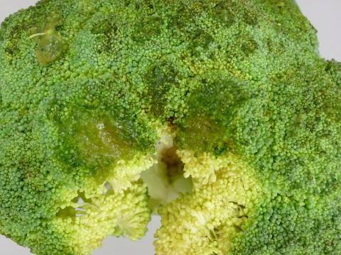 Brocoli - Pourriture molle bactérienne (Pectobacterium carotovorum)