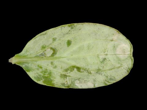 Concombre - Tache bactérienne (Xanthomonas campestris pv. cucurbitae)