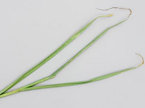 Ail - Tache bactérienne (Pseudomonas syringae)