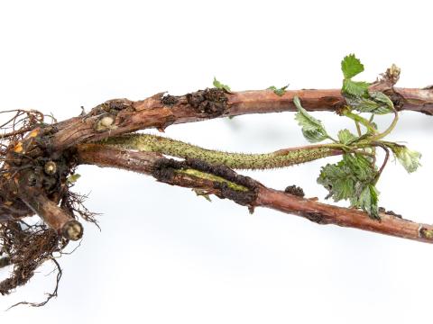 Framboise - Tumeur du collet (Agrobacterium tumefaciens)