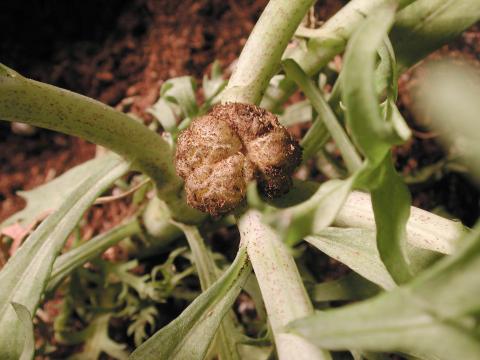 Argyranthemum - Tumeur du collet (Agrobacterium tumefaciens)