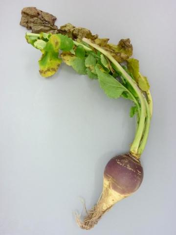 Rutabaga - Nervation noire (Xanthomonas campestris pv. campestris)