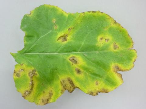 Rutabaga - Nervation noire (Xanthomonas campestris pv. campestris)