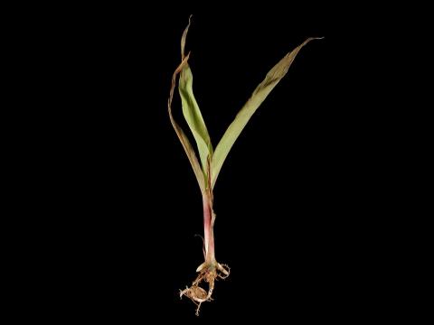 Maïs grain et fourrager - Nématode aiguille (Longidorus sp.)