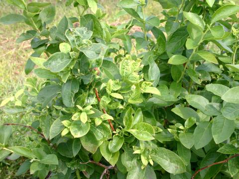 Bleuet en corymbe - Phytoplasme du flétrissement du bleuet