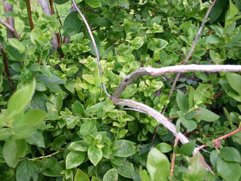 Bleuet en corymbe - Phytoplasme du flétrissement du bleuet