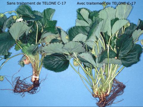 Fraise - dichloropropène (2B)_1