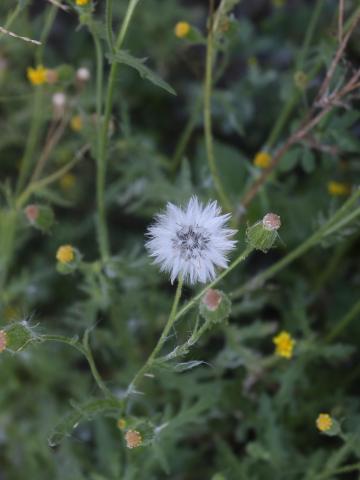 Seneçon visqueux (Senecio viscosus)_22