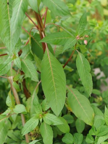 Impatiente glanduleuse (Impatiens glandulifera)_45