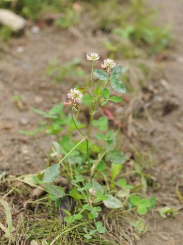 Trèfle alsike(Trifolium hybridum)_5