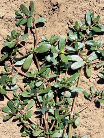 Pourpier potager (Portulaca oleracea)_2