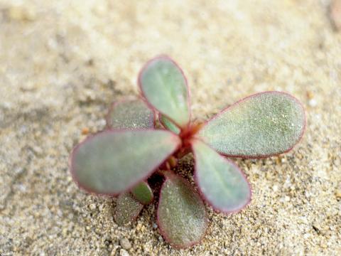 Pourpier potager (Portulaca oleracea)_5