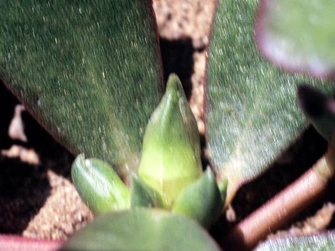 Pourpier potager (Portulaca oleracea)_6