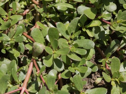 Pourpier potager (Portulaca oleracea)_12